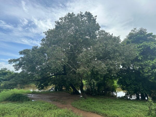 15 Perch Nature-Facing Land for Sale – Raddolugama, Katunayake - Image 4