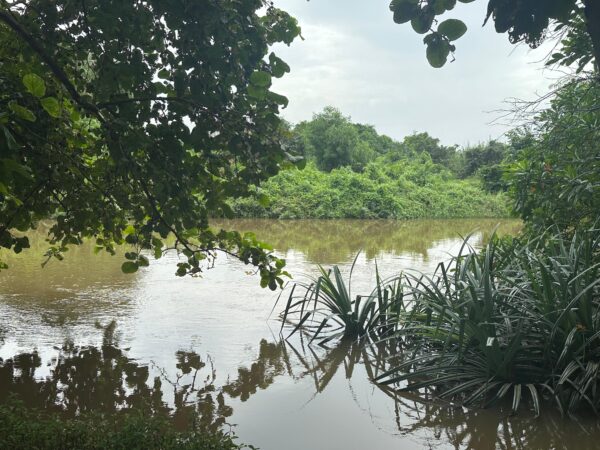 15 Perch Nature-Facing Land for Sale – Raddolugama, Katunayake - Image 5