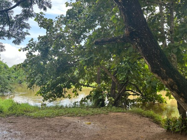 15 Perch Nature-Facing Land for Sale – Raddolugama, Katunayake - Image 2