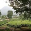 30 Acres Tea Land with Bungalow for sale in Kandy - Image 3