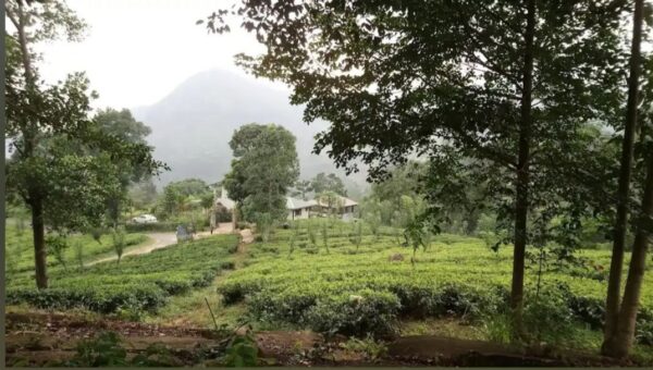 30 Acres Tea Land with Bungalow for sale in Kandy - Image 3