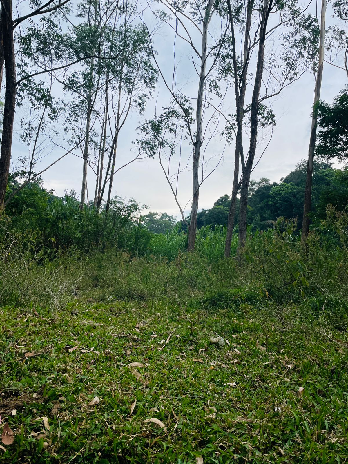 Land for sale in Welimada - Image 3