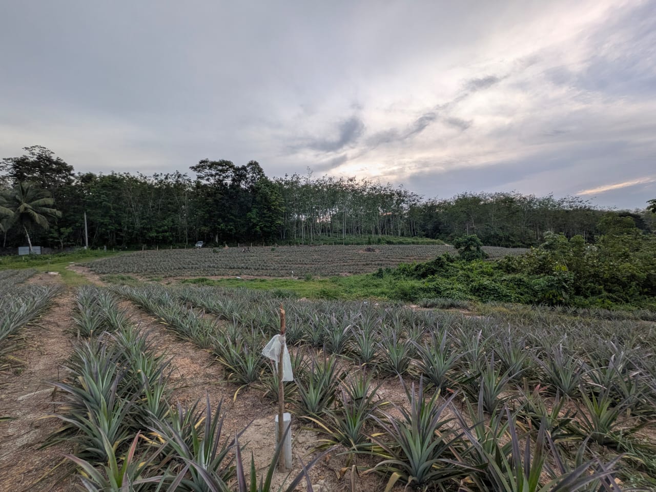 553 Perches Agricultural Land for Sale – Ideal for Eco-Tourism Development - Image 7