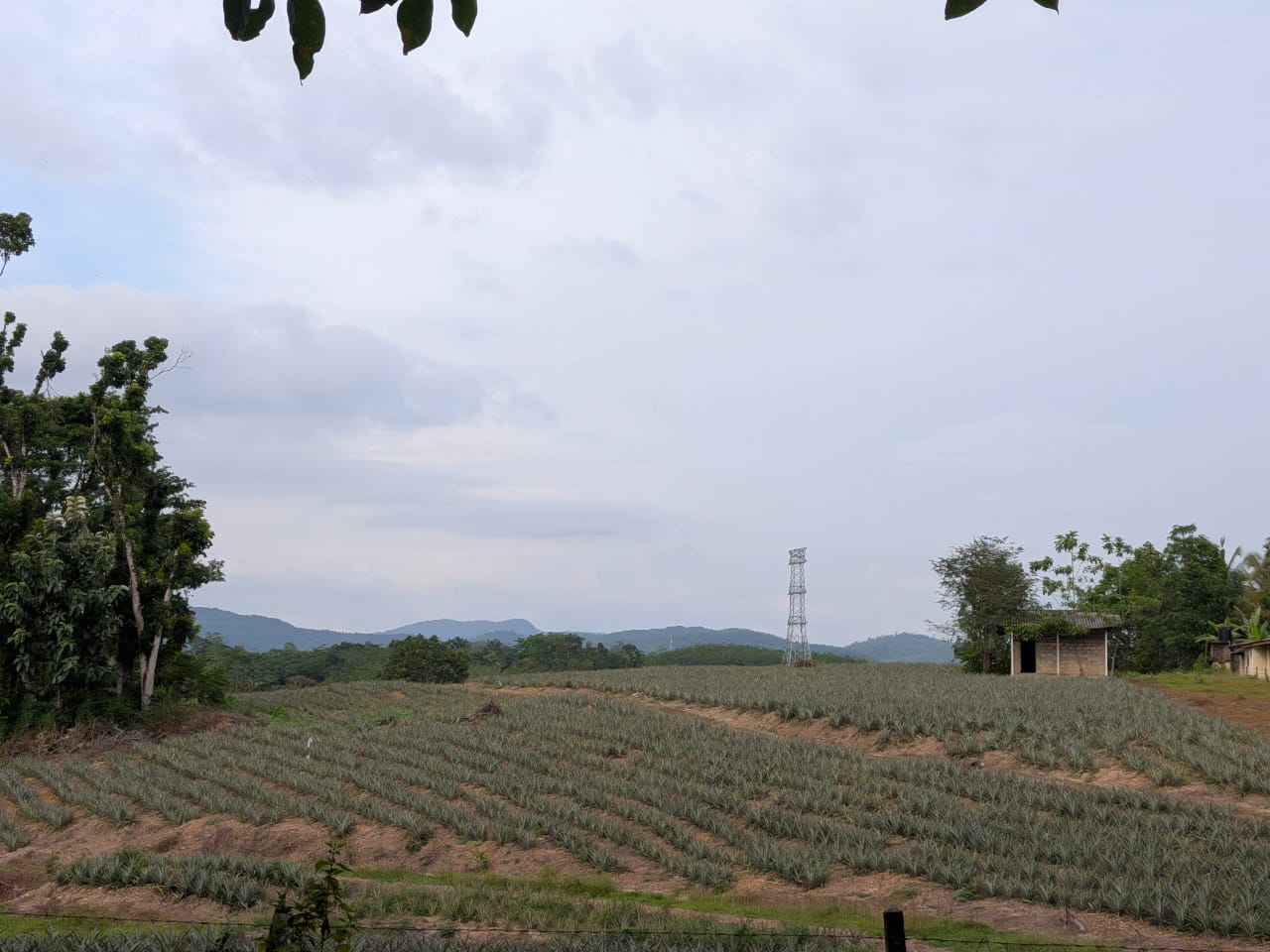 553 Perches Agricultural Land for Sale – Ideal for Eco-Tourism Development - Image 2