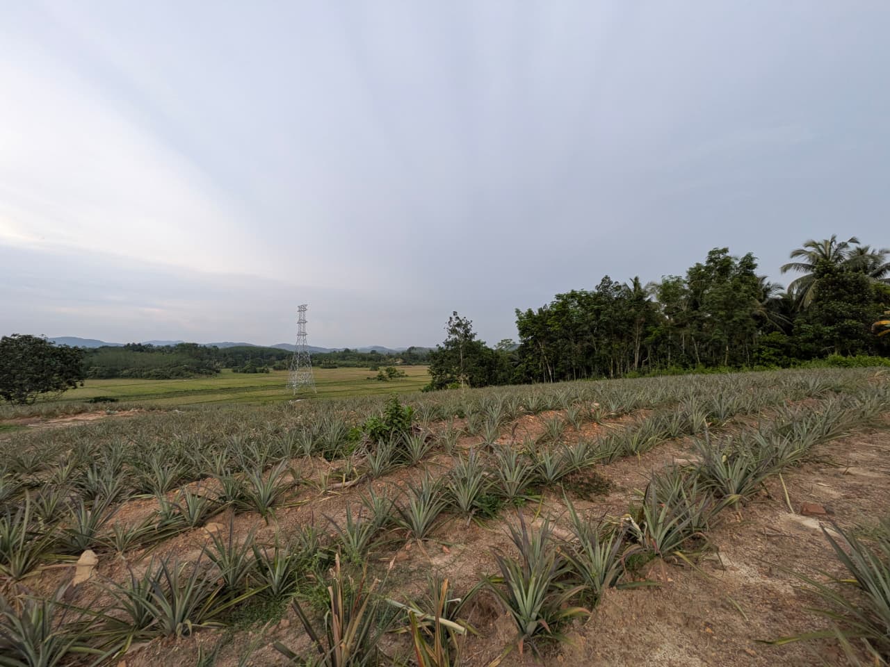 553 Perches Agricultural Land for Sale – Ideal for Eco-Tourism Development - Image 4