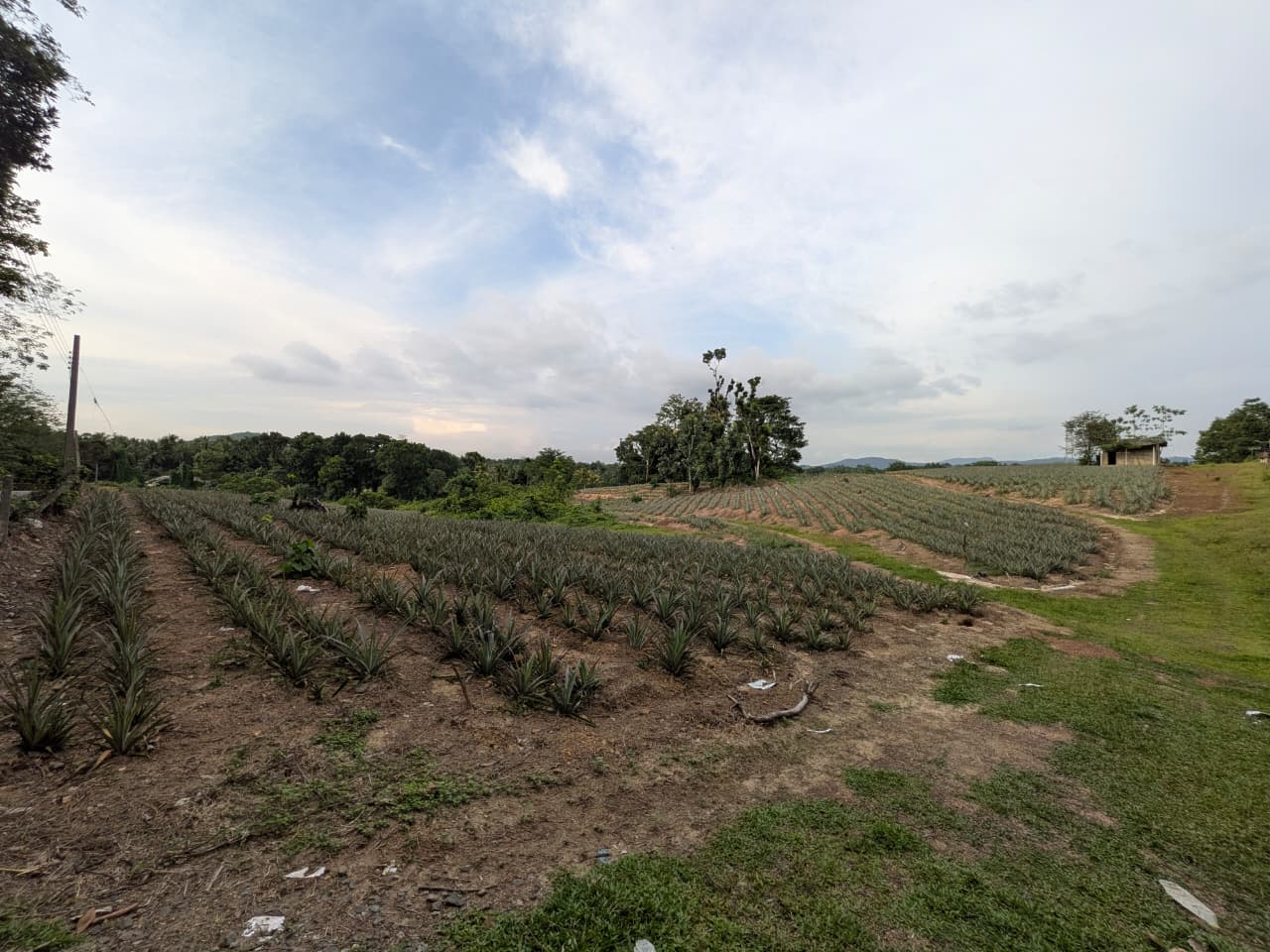 553 Perches Agricultural Land for Sale – Ideal for Eco-Tourism Development - Image 5